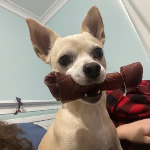 Picture of Cooper