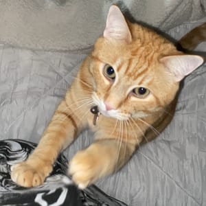 Picture of Gingy
