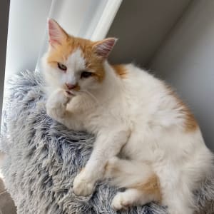 Picture of Charlie