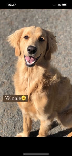 Picture of Winnie