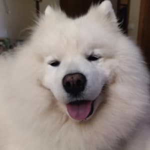 Picture of Pipli