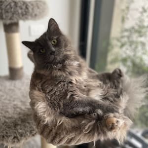 Picture of Maja