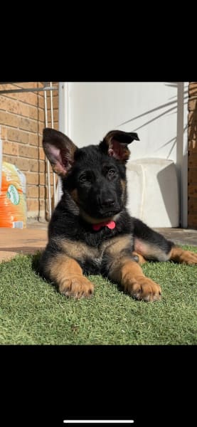 Picture of Luna