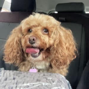 Picture of Holly