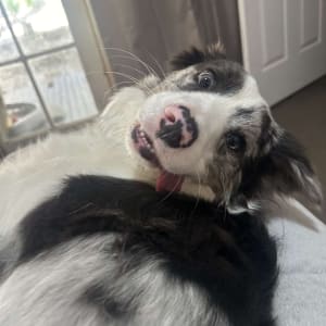 Picture of Bluebell