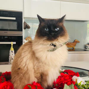 Picture of Oscar