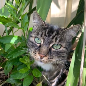 Picture of Scout