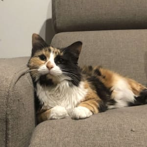 Picture of Brandy