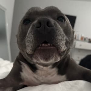 Picture of Duke