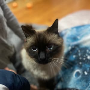 Picture of Oscar