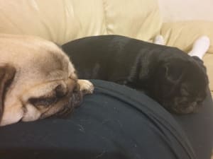 Picture of Ruby and Lily