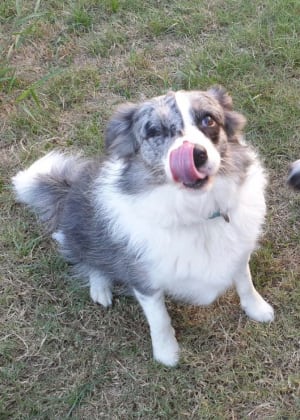 Picture of Luna