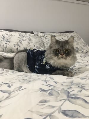 Picture of Furguson
