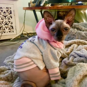 Picture of Safina