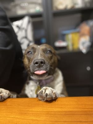 Picture of Calliope(Cali) 