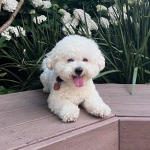 Picture of Wally