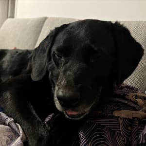 Picture of Riley 2