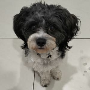 Picture of Bunny