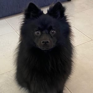 Picture of Jet