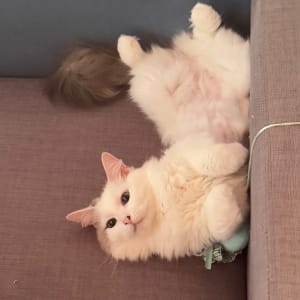 Picture of Creamy