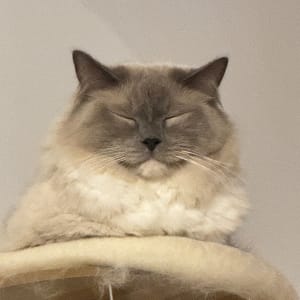 Picture of Fatty