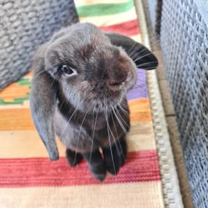 Picture of Peanut