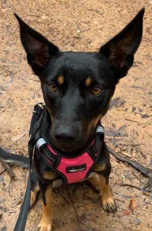 Picture of Phoebe