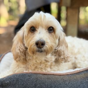 Picture of Jasper