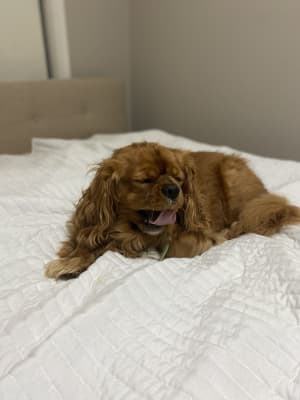 Picture of Spencer