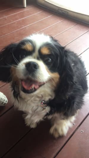Picture of Zoe