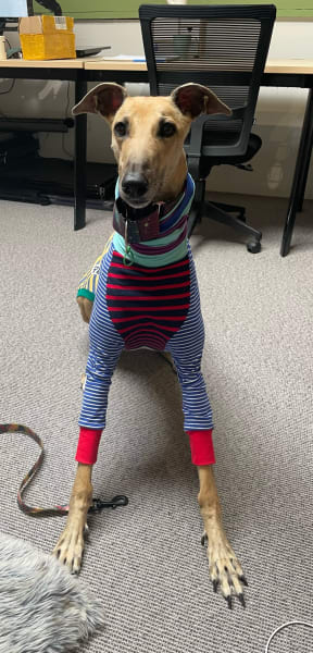Picture of Bonnie