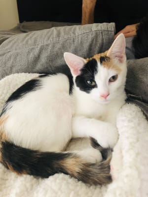 Picture of Pippy