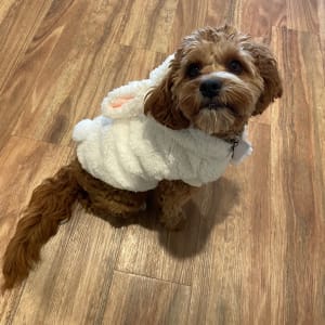 Picture of henry