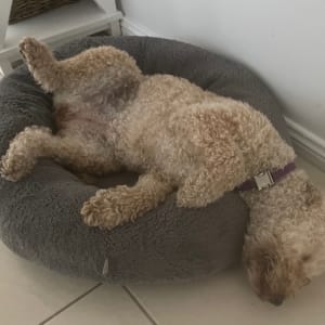 Picture of Bindi
