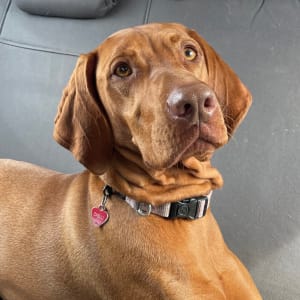Picture of Chilli