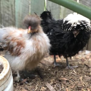 Picture of Chickens