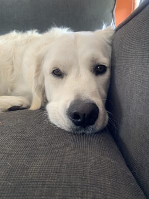 Picture of Jasper