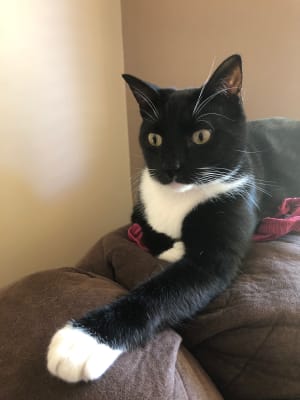 Picture of Archie