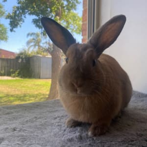 Picture of Tobi