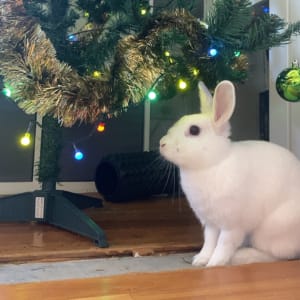 Picture of Snowball