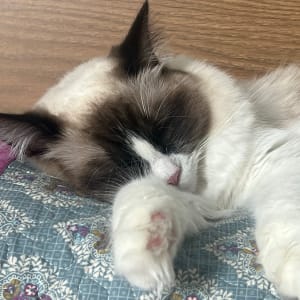 Picture of Mochi