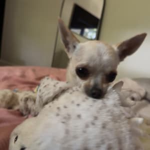 Picture of Luna Angelica