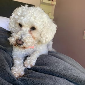 Picture of Roxy