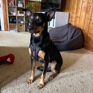 Picture of Scoob