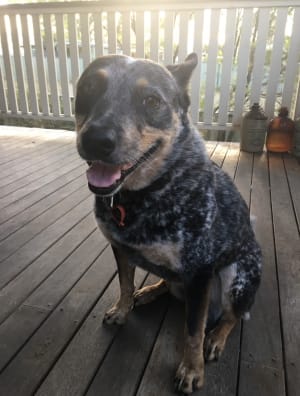 Picture of Misty