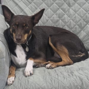 Picture of Missy