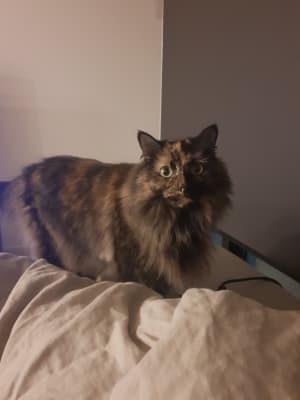 Picture of Kitty Perry