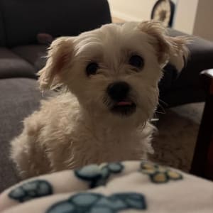 Picture of Milo