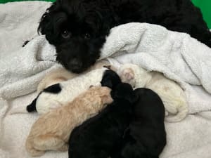 Picture of Puppies 