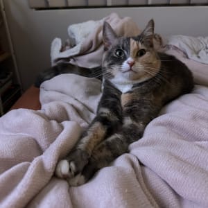 Picture of Jellybean